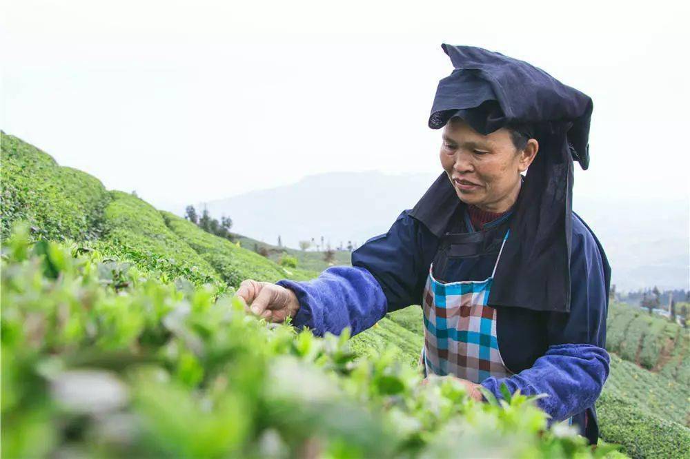 江苏清冽的富硒茶