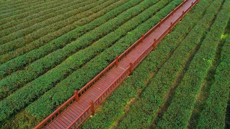 江苏清冽的富硒茶