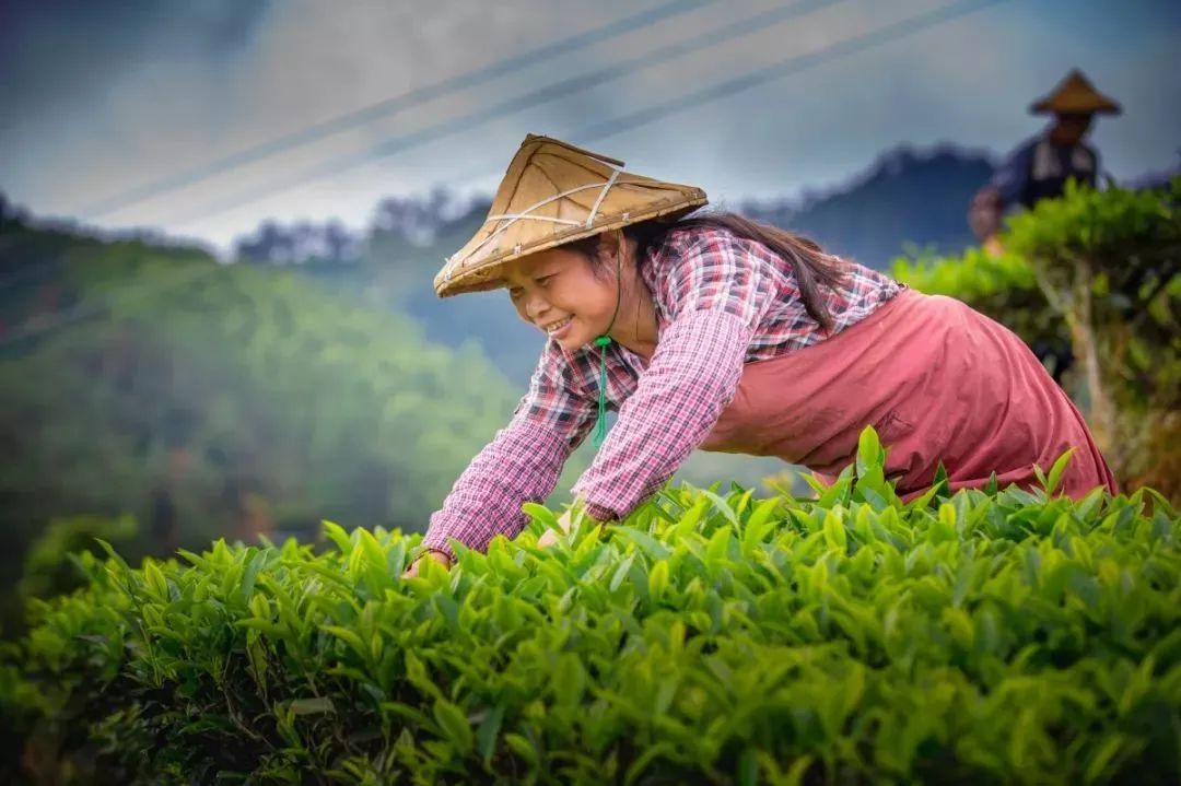 富硒茶培育与加工