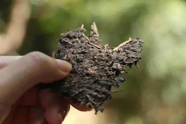 紫阳富硒茶的缺点