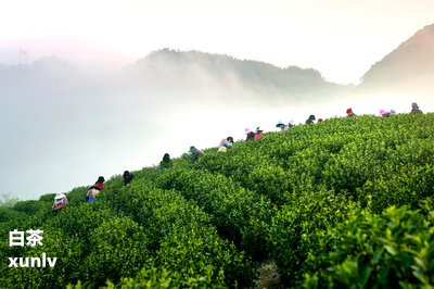 富硒老白茶怎么样喝