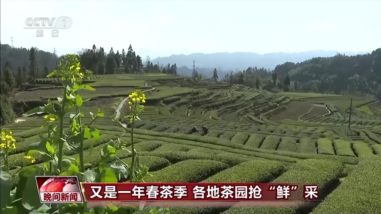 普洱富硒茶在哪里