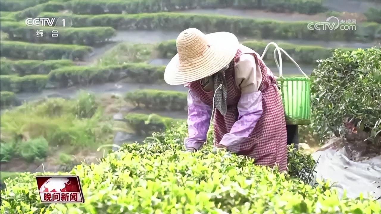 普洱富硒茶在哪里