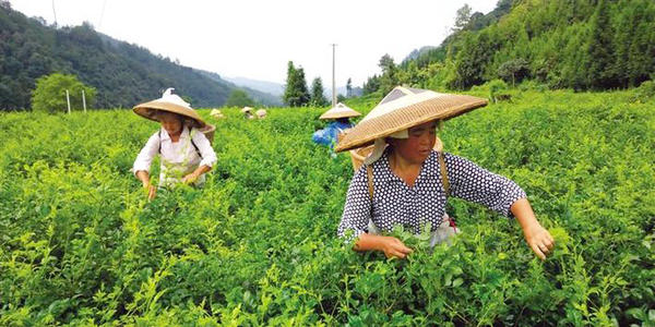 莓茶是富硒藤茶吗