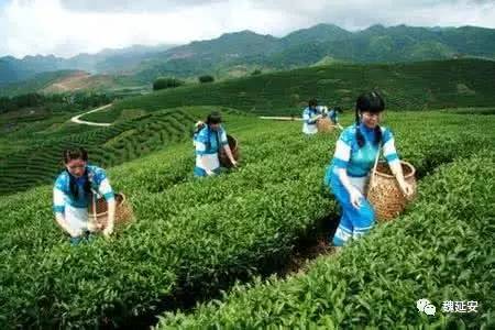 陕青茶是富硒茶吗