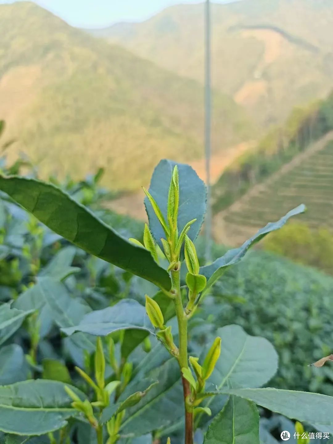 富硒茶能喝普洱茶