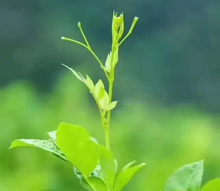 莓茶是富硒藤茶吗