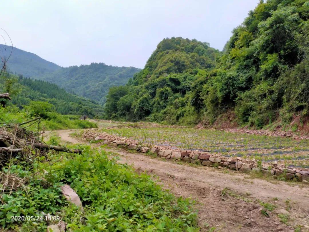 莓茶是富硒藤茶吗