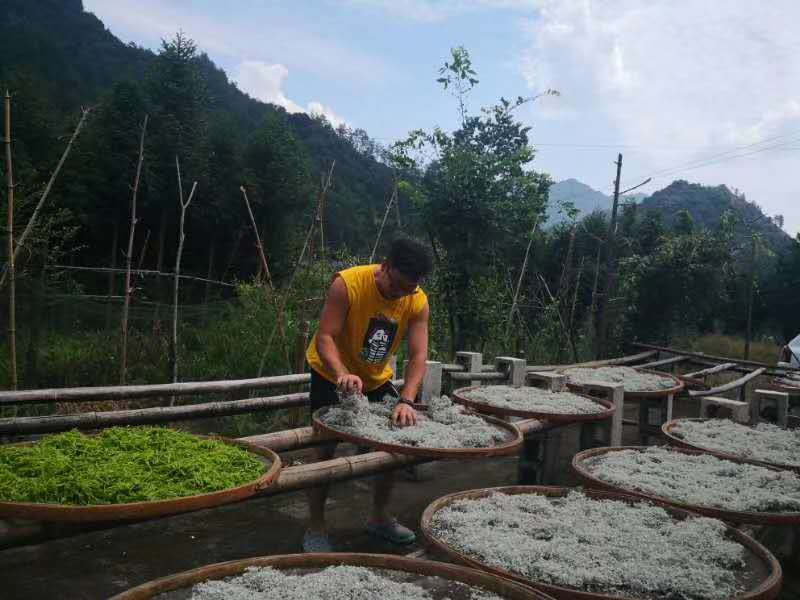 莓茶是富硒藤茶吗