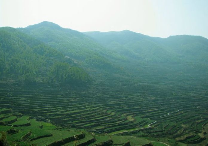 雷公山富锌富硒茶