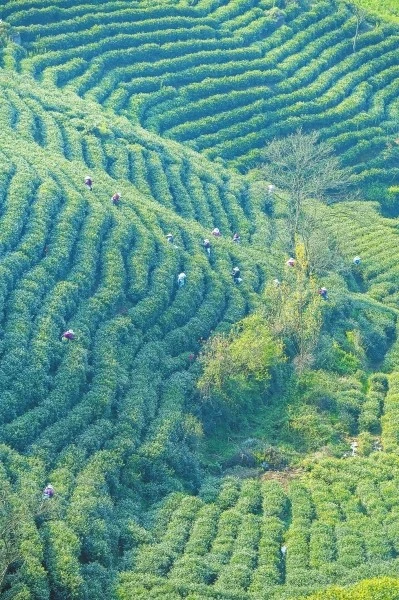 雷公山富锌富硒茶