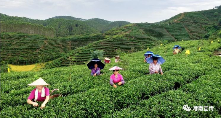 富硒桥子茶哪里卖