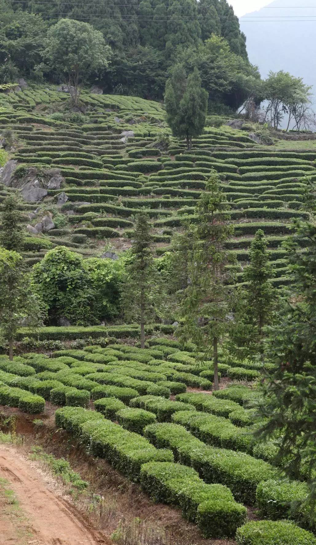 石台七都镇富硒茶