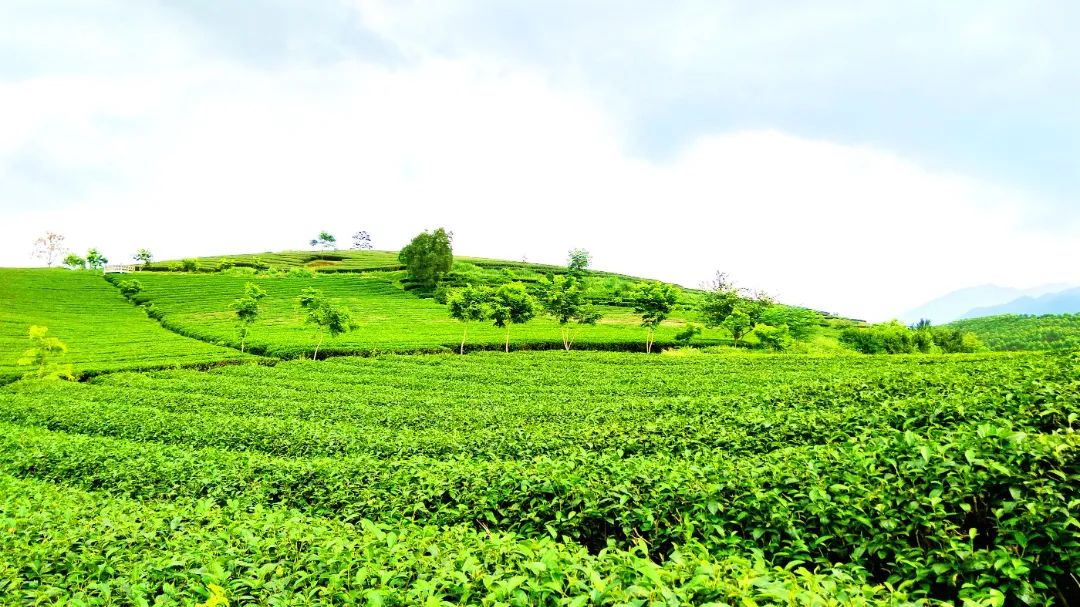 大明山富硒有机茶