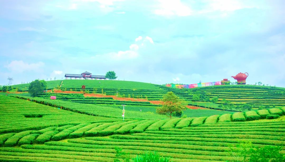 大明山富硒有机茶