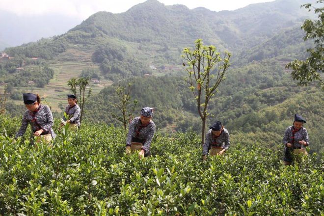 富硒茶陈鸿昌场地