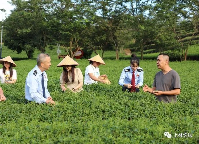 大明山富硒有机茶