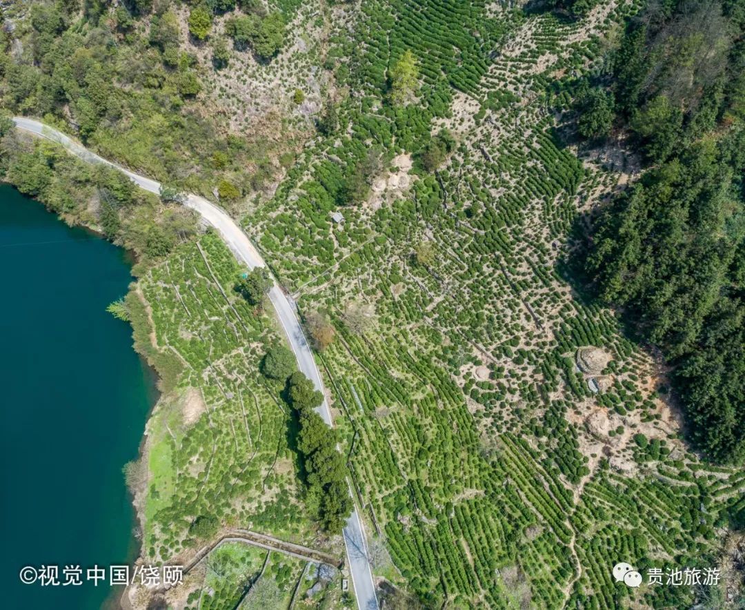 霄坑村富硒野生茶