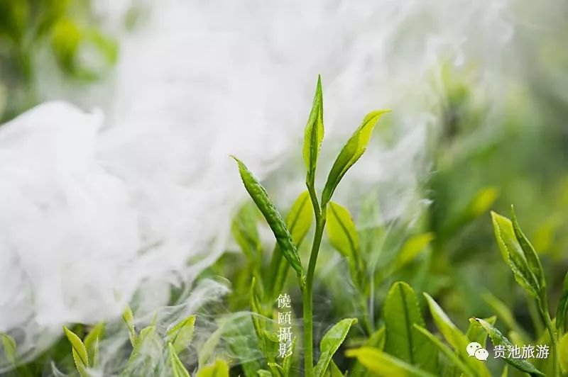 霄坑村富硒野生茶