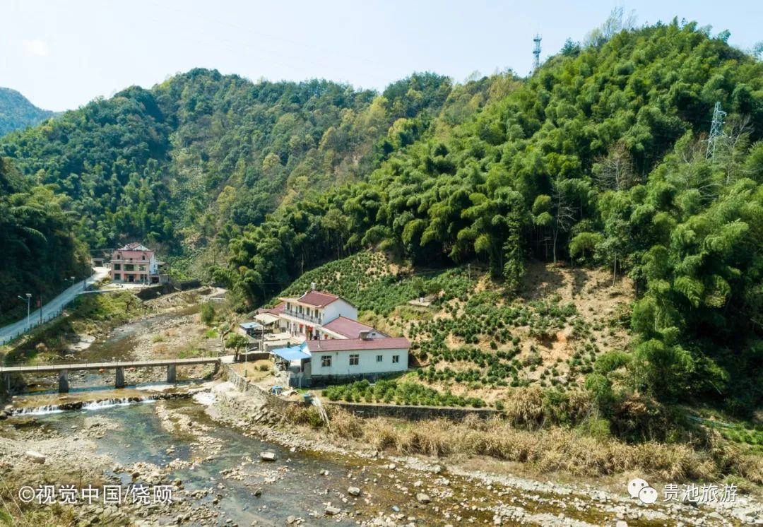 霄坑村富硒野生茶