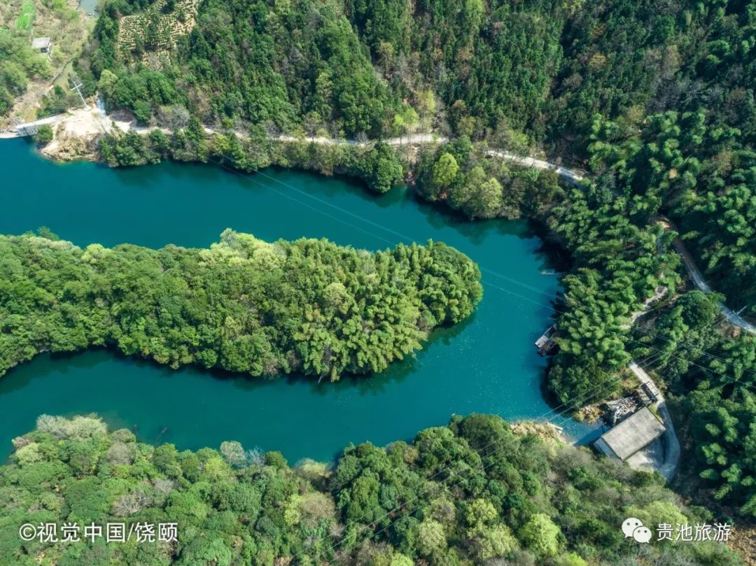 霄坑村富硒野生茶