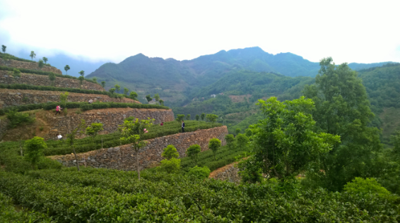 富硒茶陈鸿昌场地