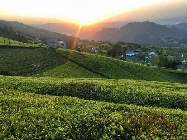 平昌西兴镇富硒茶