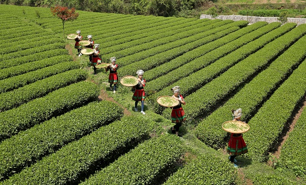 平昌西兴镇富硒茶