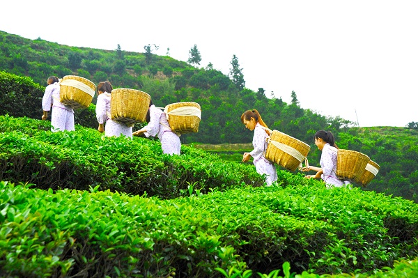 平昌西兴镇富硒茶