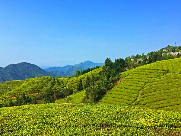 平昌西兴镇富硒茶