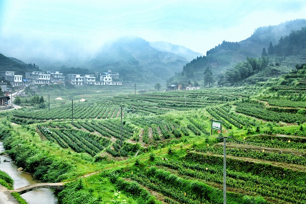 平昌西兴镇富硒茶