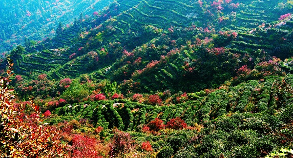 平昌西兴镇富硒茶