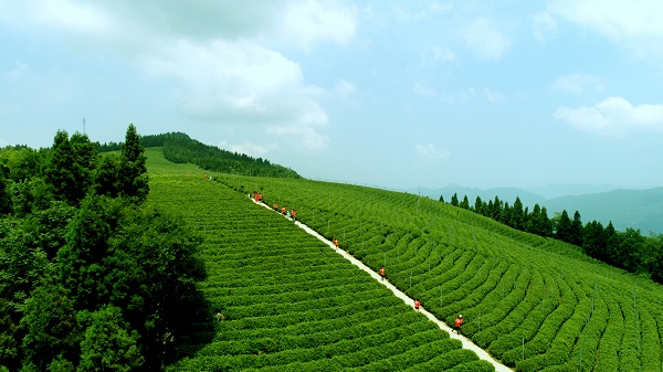 平昌西兴镇富硒茶