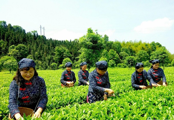 平昌西兴镇富硒茶