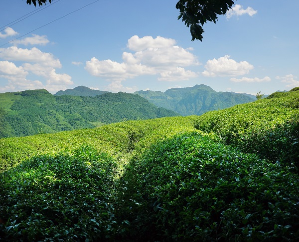 平昌西兴镇富硒茶