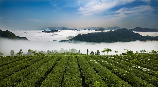 平昌西兴镇富硒茶