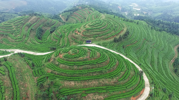 平昌西兴镇富硒茶