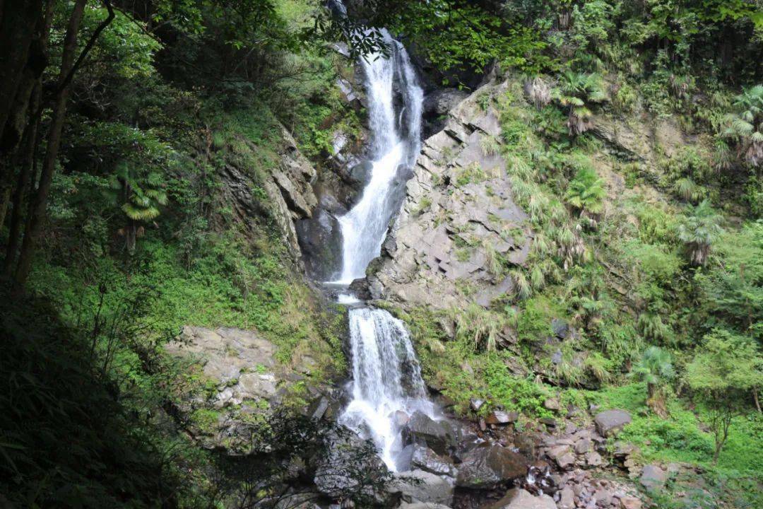 仙寓山富硒茶历史