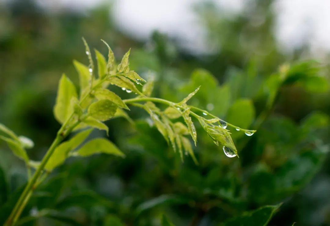 硒都富臻藤茶总店