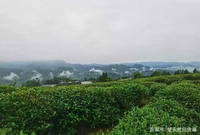 富硒贡茶是是什么