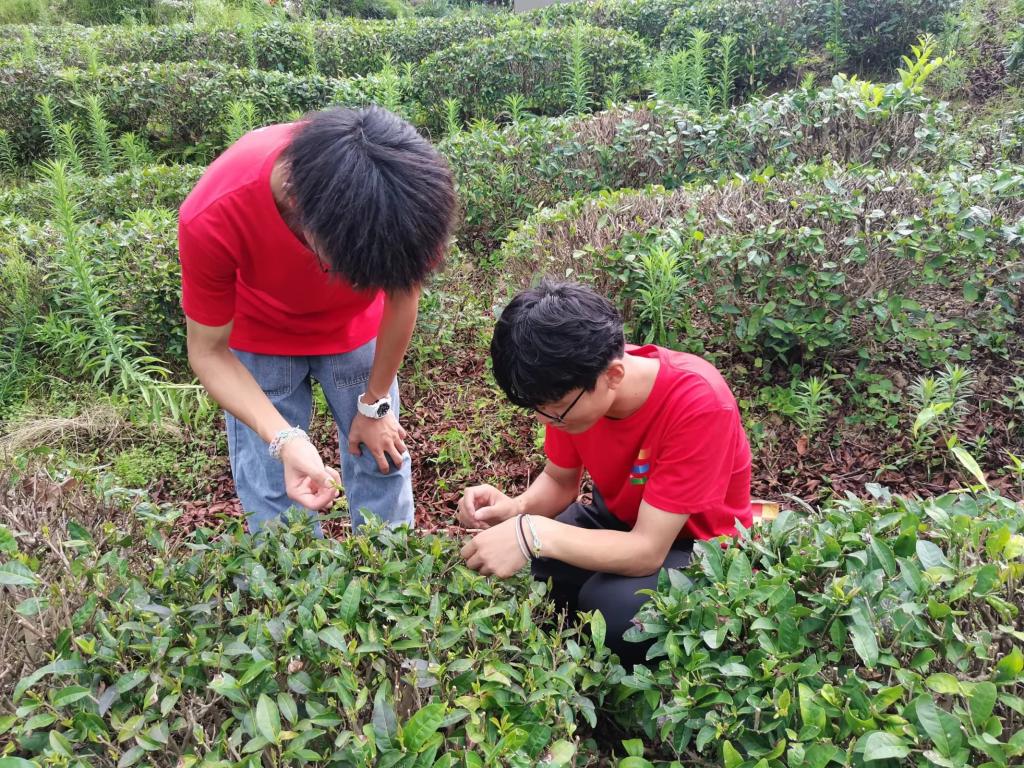 富硒茶是哪里产的