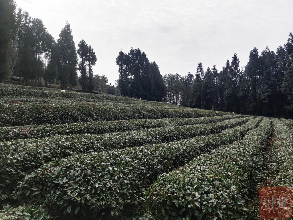 富硒红茶是熟茶吗