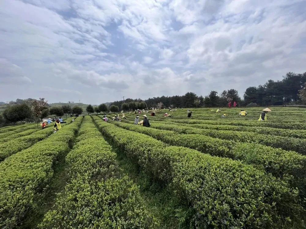 开阳富硒茶供应链