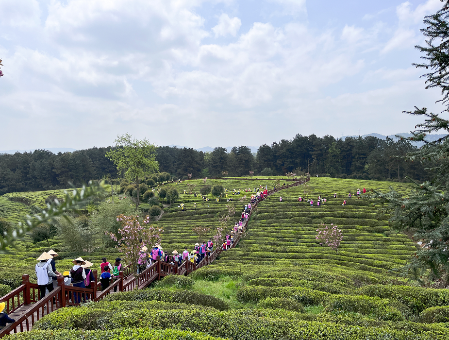 开阳富硒茶供应链