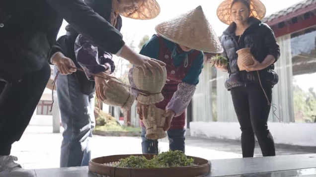 开阳富硒茶采摘期