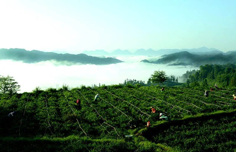 富硒藤茶和神仙草