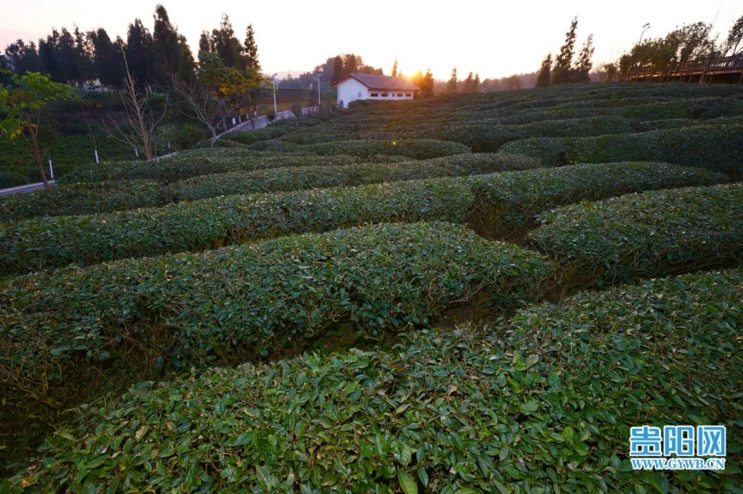 开阳富硒茶采摘期