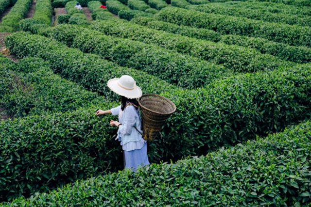 那个地方富硒茶好