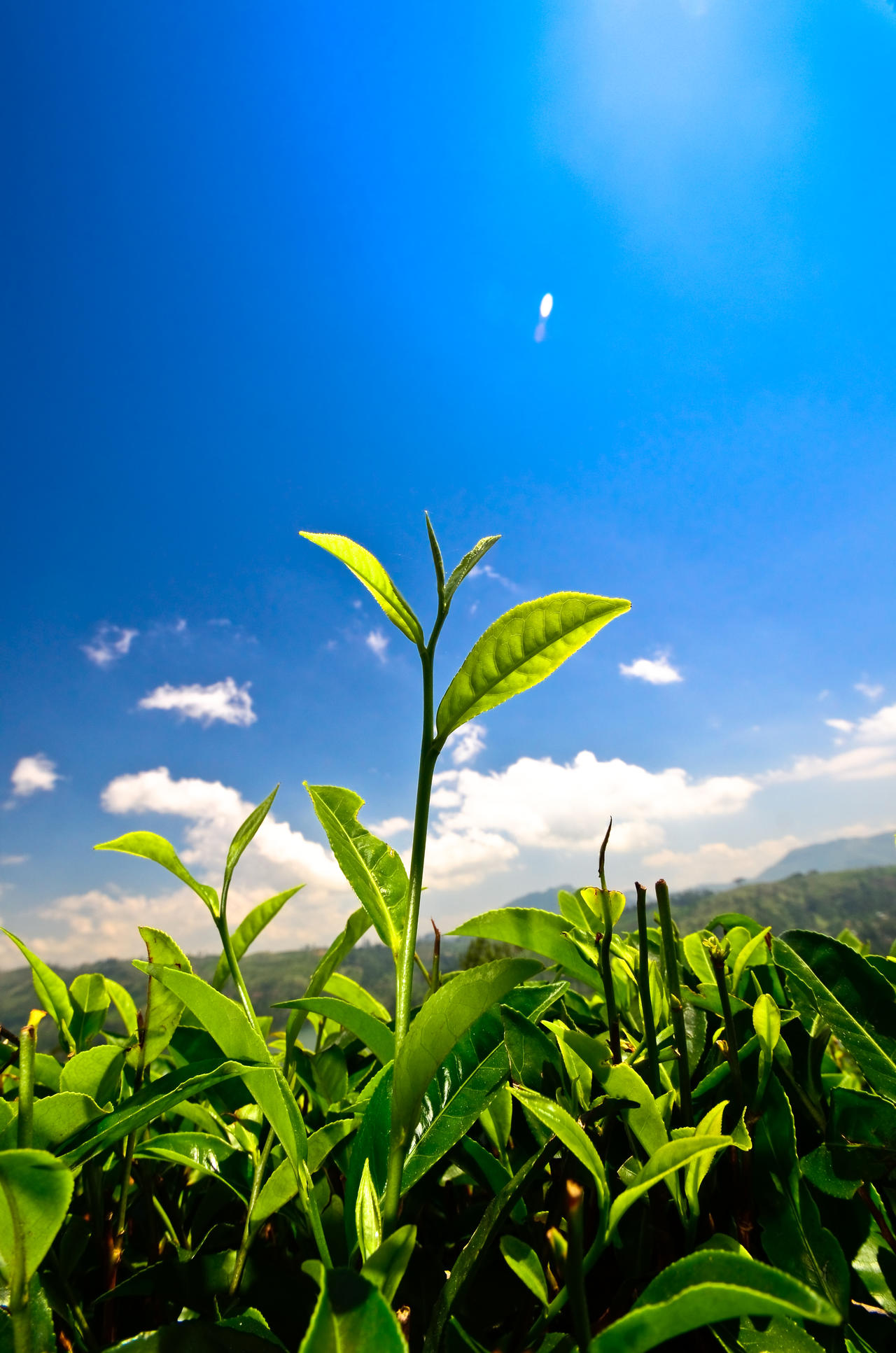 富硒普洱茶的功效