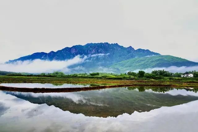 仙寓山石台富硒茶